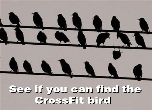 crossfit-bird.jpg